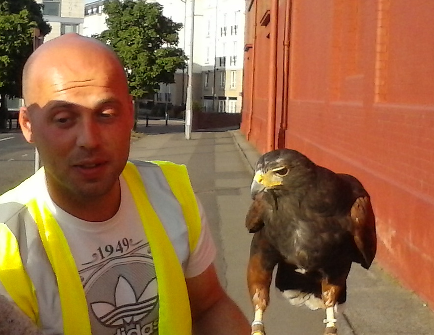 Falconer Derek and Harris Hawk Amy in Green Street