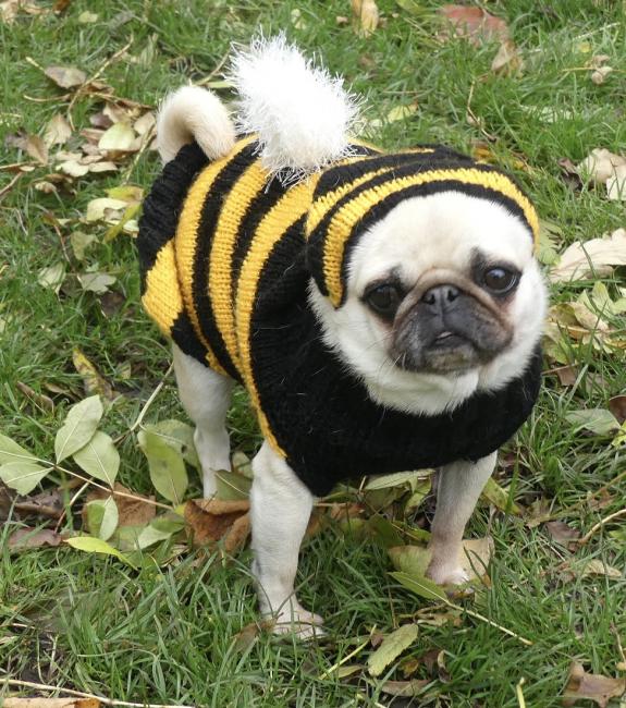 bee