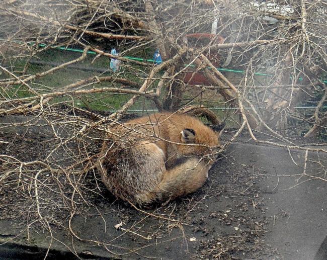 Fox sleeping on shed roof.