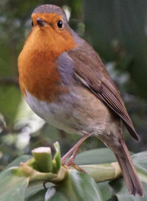 ROBIN