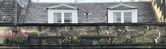 Self-seeded wildflowers on rooftop parapet.